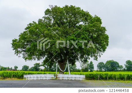 Beautifully Set Rustic Vineyard Wedding Reception Tables Under a Majestic Oak Tree in Full Bloom 121446458