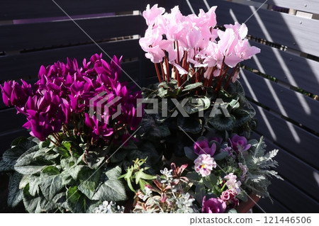 Winter flower pot of cyclamen Winter flower pot of cyclamen 121446506