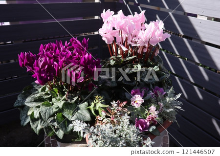 Winter flower pot of cyclamen Winter flower pot of cyclamen 121446507
