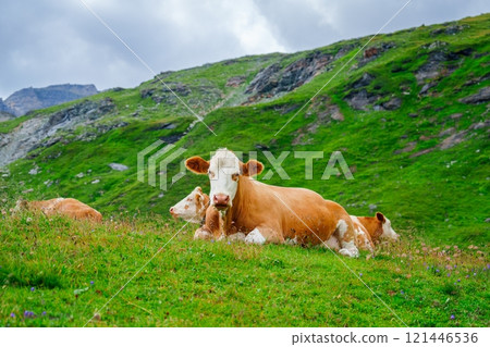 A Tranquil Scene of Cows Grazing on a Lush Green Pasture in the Beautiful Swiss Alps Mountains 121446536