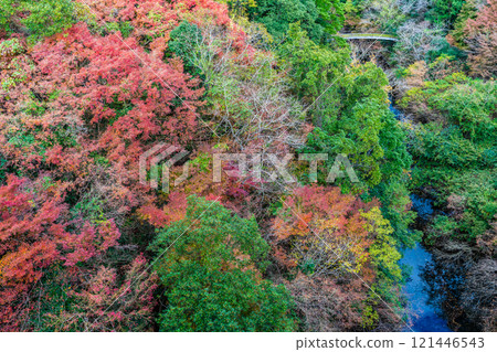 Autumn leaves at Kawachi Reservoir [Kitakyushu City, Fukuoka Prefecture] 121446543