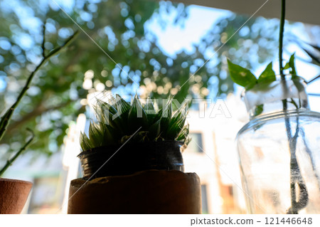 Succulent plants Succulent plants 121446648