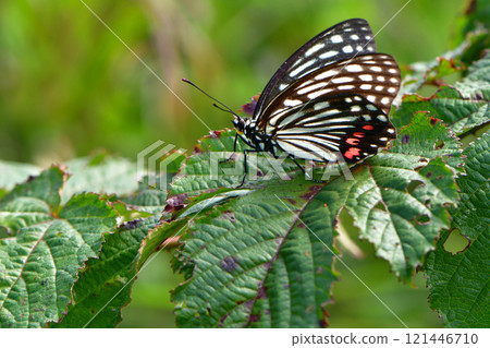 赤星蝴蝶，一種熟悉的蝴蝶，是東京和關東地區日益增加的入侵物種 121446710