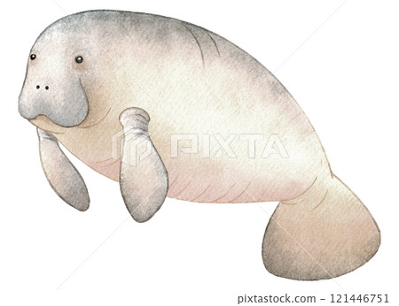 海牛水彩插圖 121446751