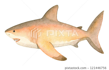 鯊魚水彩插圖 121446756