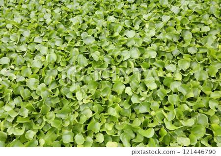 The water surface is covered with green water hyacinth leaves The water surface is covered with green water hyacinth leaves 121446790