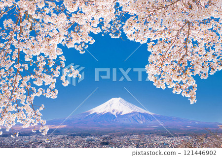 Mount Fuji in the New Year with cherry blossoms 121446902