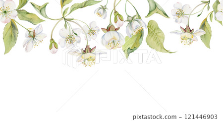 Cherry sakura apple white flower and bud with green leaves on stems, hand drawn in watercolor, wildflower botanical illustration. Seamless isolated banner, for scrapbooking, wedding card, florist shop 121446903