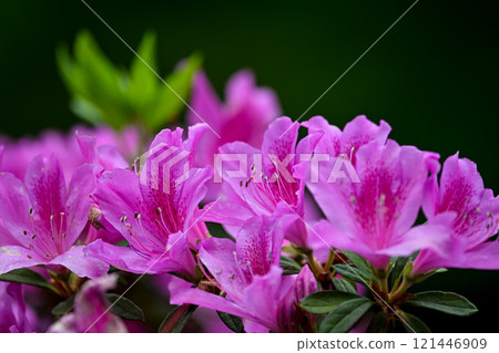 Azalea's flower Azalea's flower 121446909
