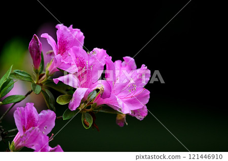 Azalea's flower Azalea's flower 121446910