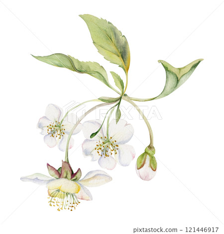 Cherry sakura white flower and bud on stems, green leaves, hand drawn in watercolor, wildflower botanical illustration. Isolated buttonhole composition. Scrapbooking, florist shop, decoupage, wedding Cherry sakura white flower and bud on stems, green leaves, hand drawn in watercolor, wildflower botanical illustration. Isolated buttonhole composition. Scrapbooking, florist shop, decoupage, wedding 121446917