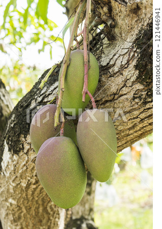 Close-up of the mango fruits on the mango tree in Tainan, Taiwan. Close-up of the mango fruits on the mango tree in Tainan, Taiwan. 121446941