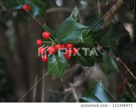 Close-up of red holly berries and leaves 121446971