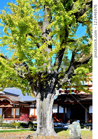 Yoshiji寺銀杏 121446976