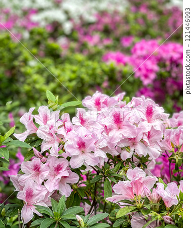 Pink flowers, green plant in Hong Kong outdoor purblic park 121446993