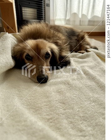 一隻老年迷你臘腸犬在爐子前休息 121447164