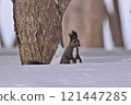 Squirre 121447285