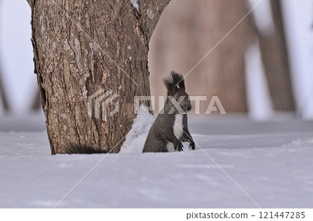 Squirre 121447285