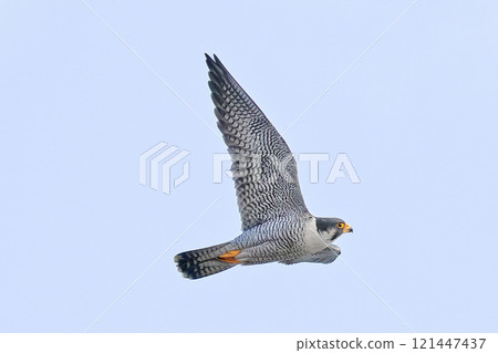 隼鳥張開翅膀滑翔 121447437