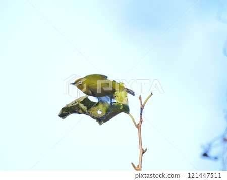 A Japanese white-eye flying against a blue sky 121447511