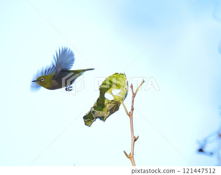 A Japanese white-eye flying against a blue sky 121447512
