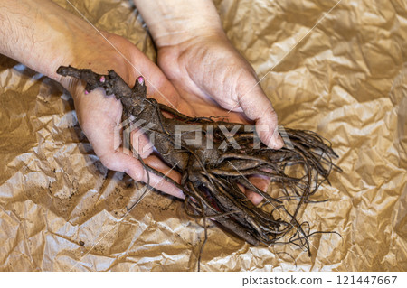 Large root of herbaceous peony with buds and roots before planting 121447667