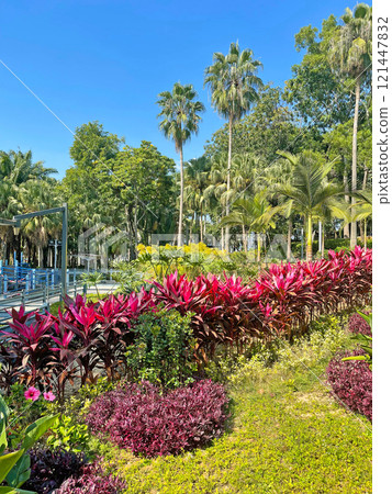 Footpath, plant, tree in Hong Kong outdoor public park with blue sky Footpath, plant, tree in Hong Kong outdoor public park with blue sky 121447832