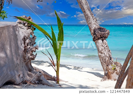 Tropical beach with palm trees white sand turquoise water and bright sunny sky 121447849