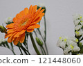 Orange Gerbera 121448060