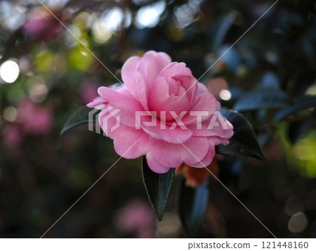 粉紅色山茶花的特寫 121448160
