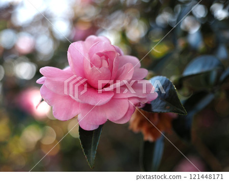 Close-up of pink camellia flowers (Sasanqua camellia in the shade) 121448171