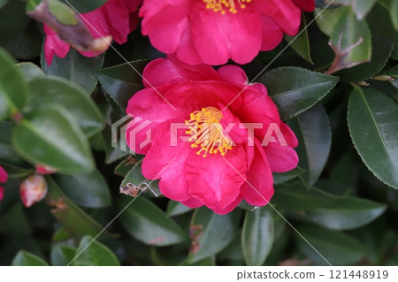 Deep pink camellia flowers blooming in a winter garden Deep pink camellia flowers blooming in a winter garden 121448919