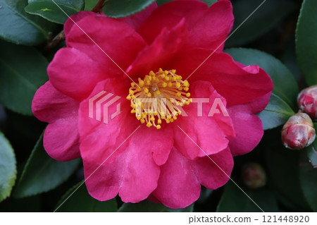 冬季花園中盛開的深粉色山茶花 冬季花園中盛開的深粉色山茶花 121448920