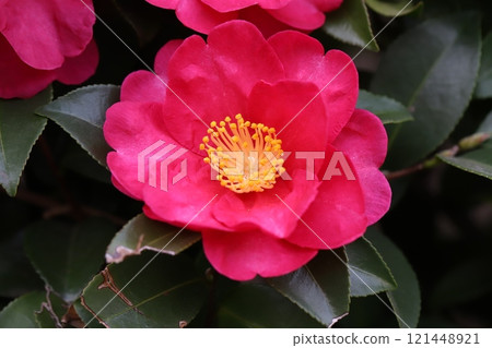 Deep pink camellia flowers blooming in a winter garden 121448921