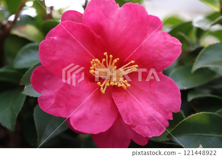 冬季花園中盛開的深粉色山茶花 冬季花園中盛開的深粉色山茶花 121448922