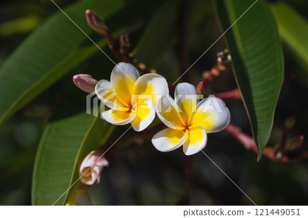 White and Yellow Plumeria blooming on trees White and Yellow Plumeria blooming on trees 121449051