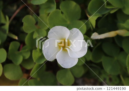 冬季花園中盛開的白色酢漿草花 121449190