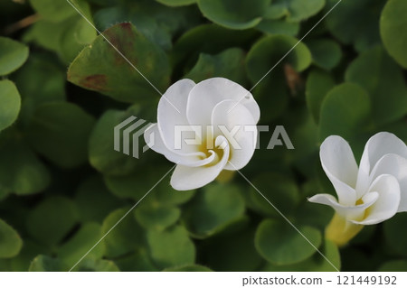 冬季花園中盛開的白色酢漿草花 冬季花園中盛開的白色酢漿草花 121449192