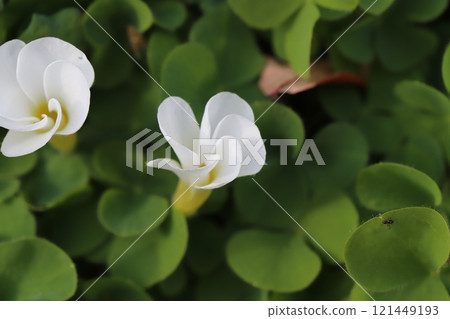White oxalis flowers blooming in a winter garden White oxalis flowers blooming in a winter garden 121449193