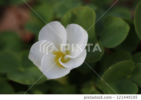 White oxalis flowers blooming in a winter garden White oxalis flowers blooming in a winter garden 121449195