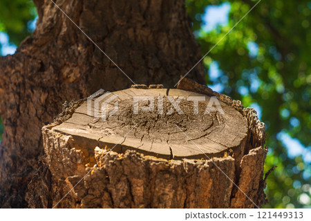 The cut oak tree trunk began to rot and crack closeup. A symbol of irreversible influence, after which insurmountable negative consequences arise. The result of interference with nature The cut oak tree trunk began to rot and crack closeup. A symbol of irreversible influence, after which insurmountable negative consequences arise. The result of interference with nature 121449313