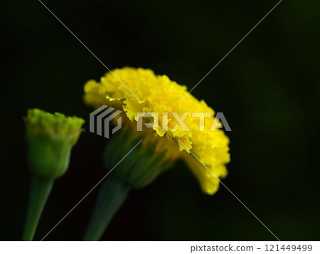 萬壽菊花和複製空間 121449499