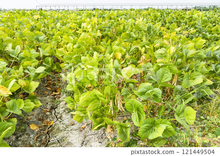 A large area of adzuki crop in the farmland of Wandan, Pingtung, Taiwan. A large area of adzuki crop in the farmland of Wandan, Pingtung, Taiwan. 121449504