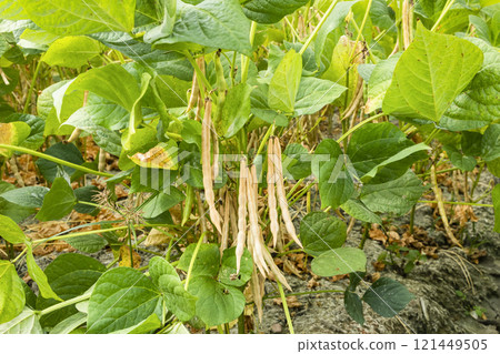 Close-up of adzuki pods growing in the farmland of Wandan, Pingtung, Taiwan. 121449505