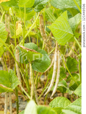 Close-up of adzuki pods growing in the farmland of Wandan, Pingtung, Taiwan. 121449506