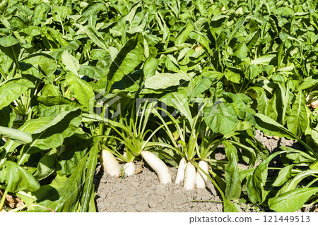 Close-up of ripe White Jade Radishes are growing in the fields in Meinong of Kaohsiung, Taiwan. 121449513