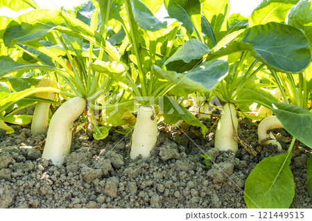 Close-up of ripe White Jade Radishes are growing in the fields in Meinong of Kaohsiung, Taiwan. Close-up of ripe White Jade Radishes are growing in the fields in Meinong of Kaohsiung, Taiwan. 121449515