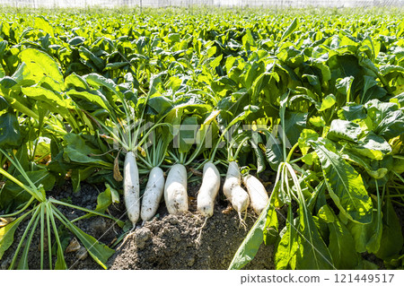 Freshly harvested White Jade Radishes are placed in farmland in Meinong, Kaohsiung, Taiwan. Freshly harvested White Jade Radishes are placed in farmland in Meinong, Kaohsiung, Taiwan. 121449517
