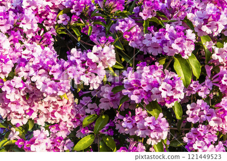 Close-up of beautiful wild purple Garlic Vine growing on the roadside fence. 121449523