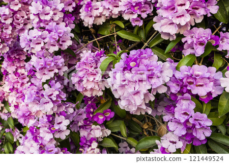 Close-up of beautiful wild purple Garlic Vine growing on the roadside fence. Close-up of beautiful wild purple Garlic Vine growing on the roadside fence. 121449524